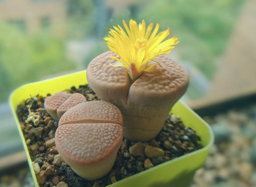 生石花什么季节开花 揭秘这颗“会开花的石头”的花期密码(图1)