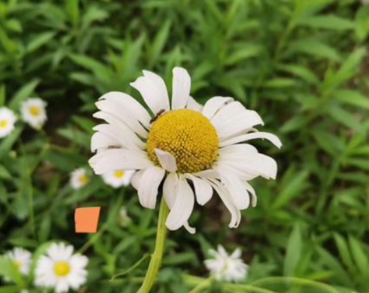 小雏菊鉴别指南：从花朵到植株的全方位辨别技巧(图1)